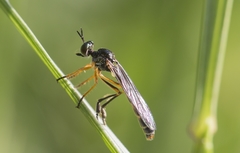 Dioctria bicincta