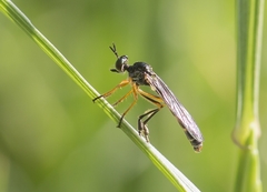 Dioctria bicincta