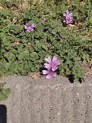 Malva sylvestris
