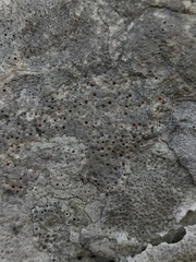Protoblastenia incrustans