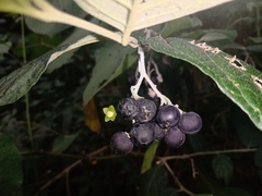 Solanum schlechtendalianum