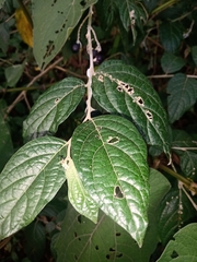 Solanum schlechtendalianum