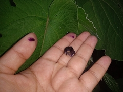 Solanum schlechtendalianum