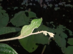 Solanum schlechtendalianum