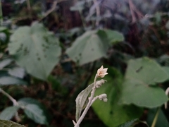 Solanum schlechtendalianum