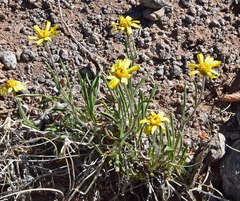 Tetraneuris argentea