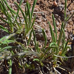 Tetraneuris argentea