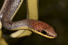 Psammophis orientalis