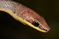 Psammophis orientalis