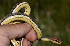 Psammophis orientalis
