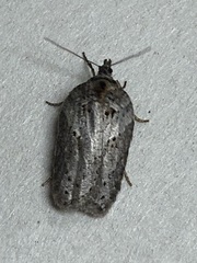 Acleris maculidorsana