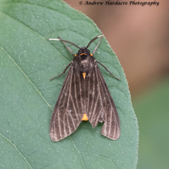 Amsactoides guangxica