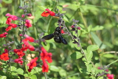 Xylocopa