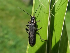 Cantharis obscura