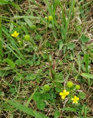 Ranunculus marginatus