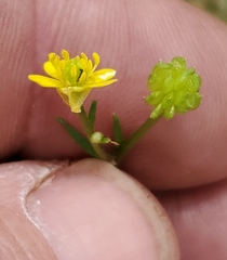 Ranunculus marginatus