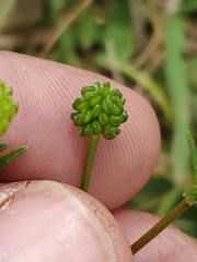 Ranunculus marginatus