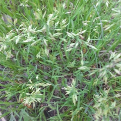 Poa supina