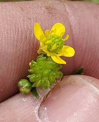 Ranunculus marginatus