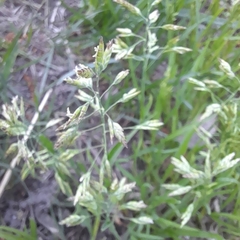 Poa supina