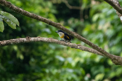 Capito maculicoronatus