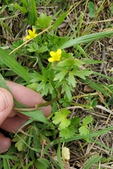 Ranunculus marginatus