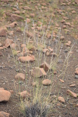 Stipagrostis ciliata capensis