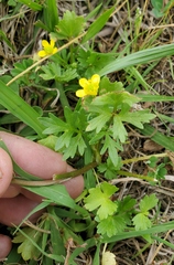 Ranunculus marginatus