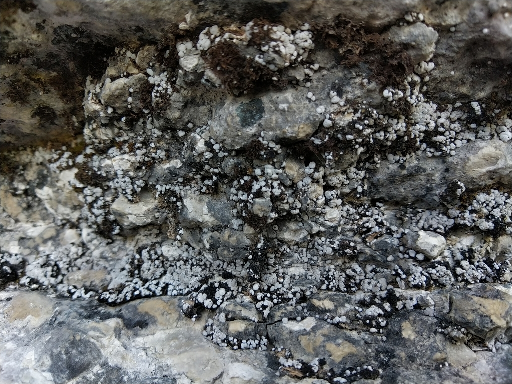 Thalloidima diffractum