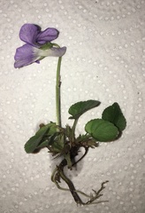 Viola riviniana