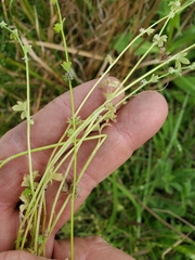 Ranunculus platensis