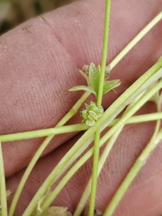 Ranunculus platensis