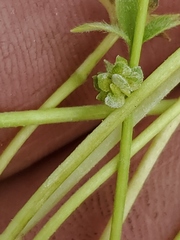 Ranunculus platensis
