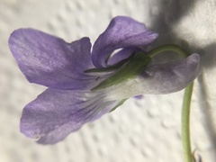 Viola riviniana
