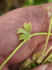 Ranunculus platensis