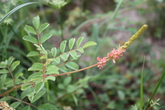 Indigofera hirsuta
