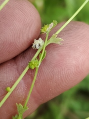 Ranunculus platensis