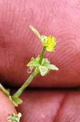 Ranunculus platensis