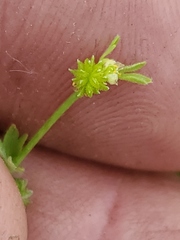 Ranunculus platensis