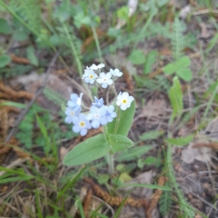 Myosotis imitata
