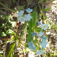 Myosotis imitata