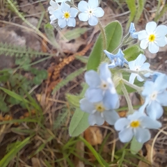 Myosotis imitata