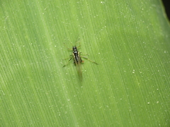 Rhopalosiphina