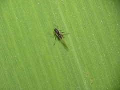 Rhopalosiphina