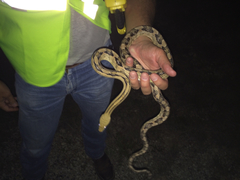 Bogertophis subocularis