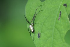 Leucauge blanda