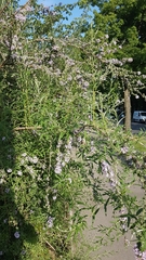 Buddleja alternifolia