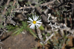 Garuleum bipinnatum