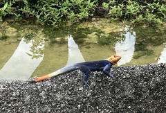 Agama picticauda image