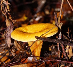 Austropaxillus